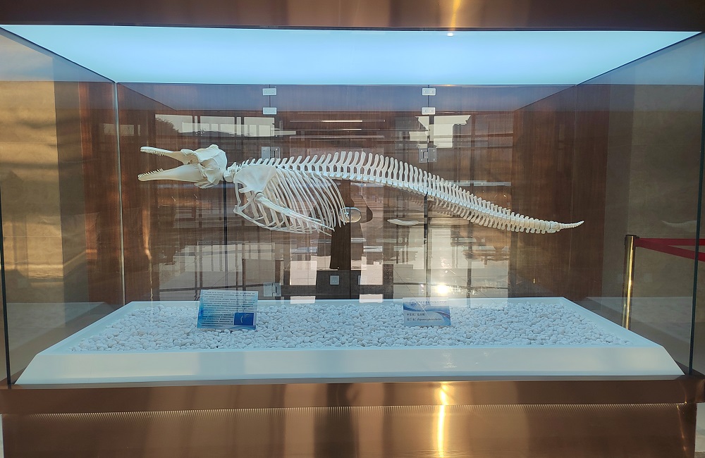 SIO added the specimens of large marine life - melon-headed whale