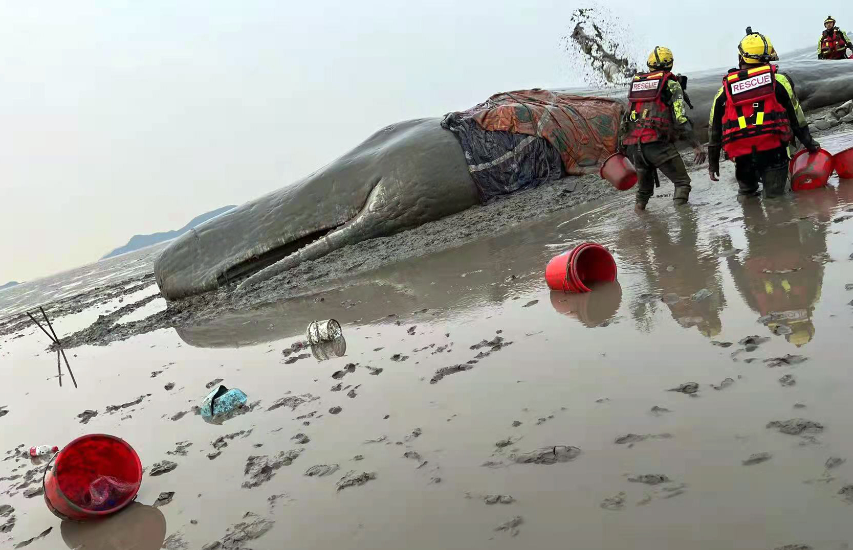 Researchers from SIO Participated in Rescuing a Stranded Sperm Whale in Xiangshan, Ningbo