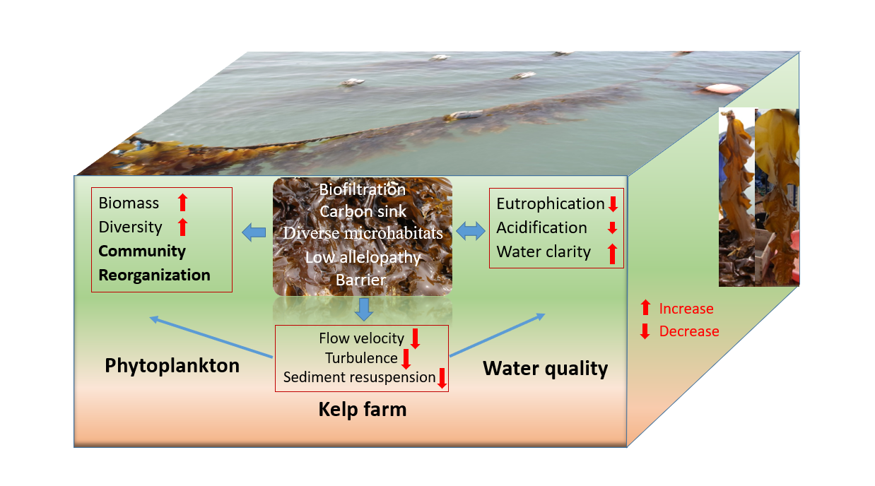 The research team of SIO published a paper to explain the regulatory effect of kelp cultivation on c