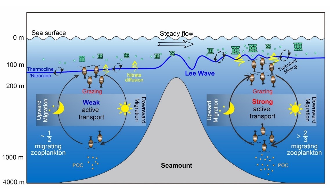 The SIO published a paper on Science Advances to reveal the formation mechanism of seamount ecological oasis in oligotrophic areas.
